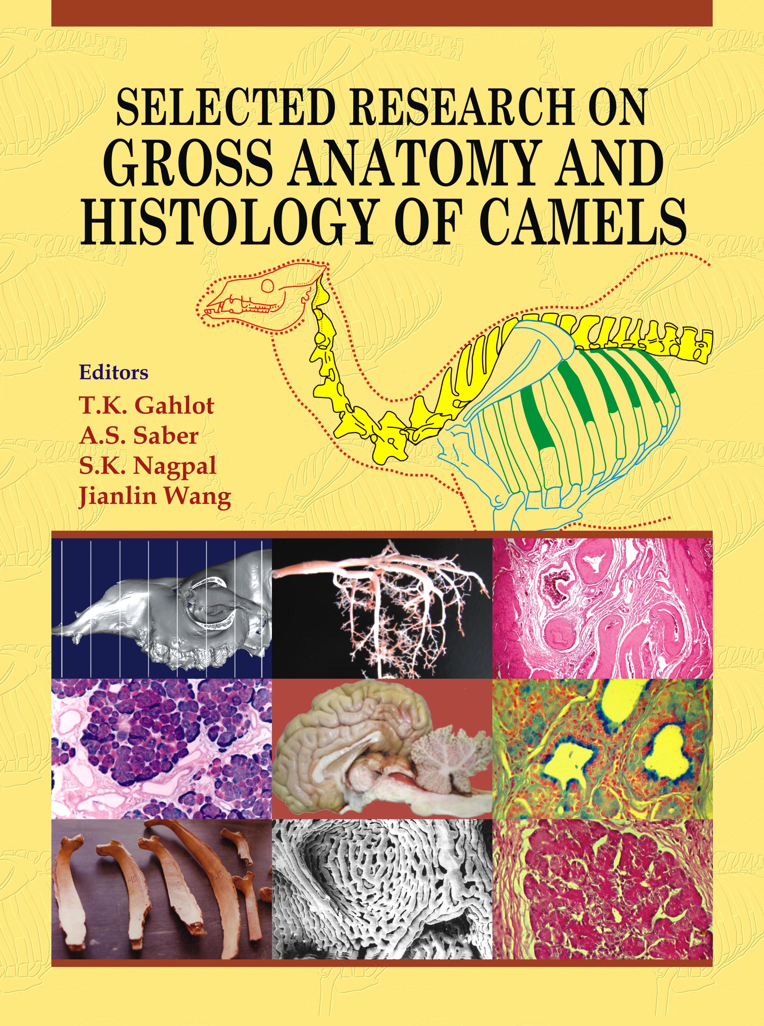 Selected Research On Gross Anatomy And Histology Of Camels