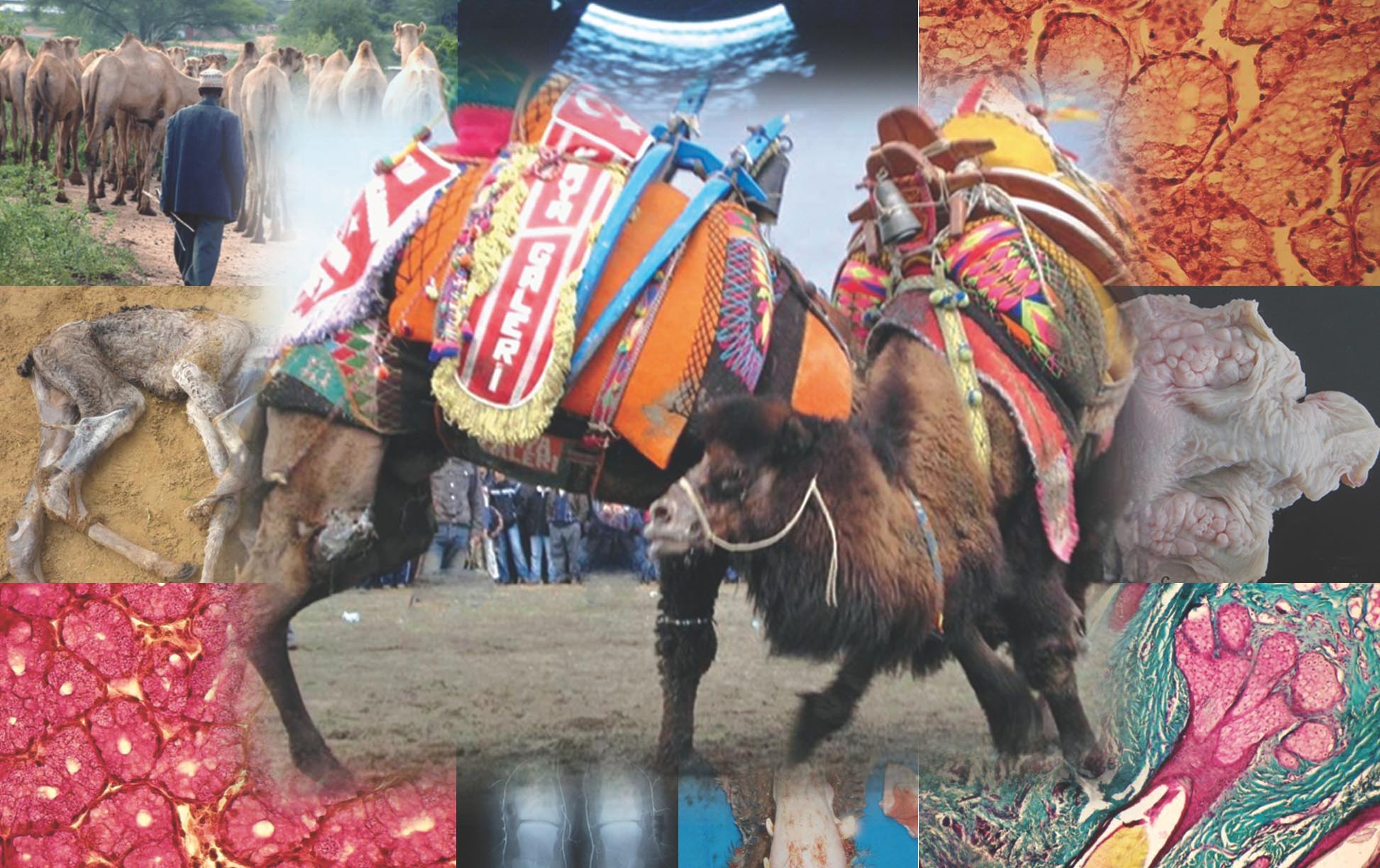 About Journal of Camel Practice and Research